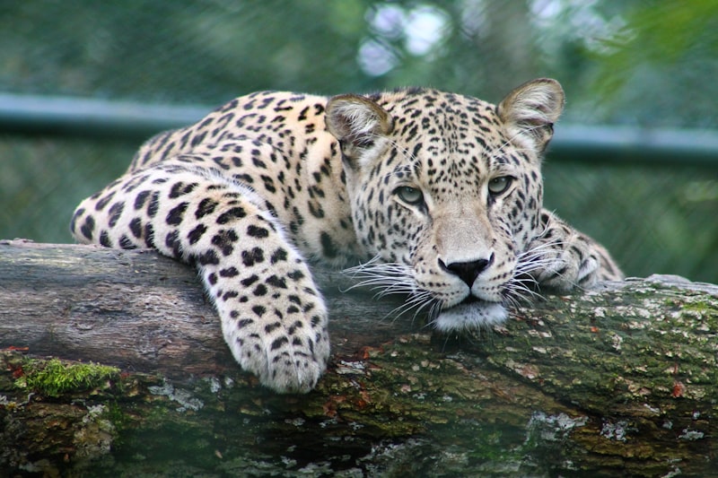 Yala National Park Leopard